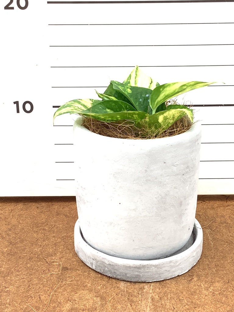 ポトス 3号 | 観葉植物 | インテリアやギフトに - Hitohana（ひとはな）