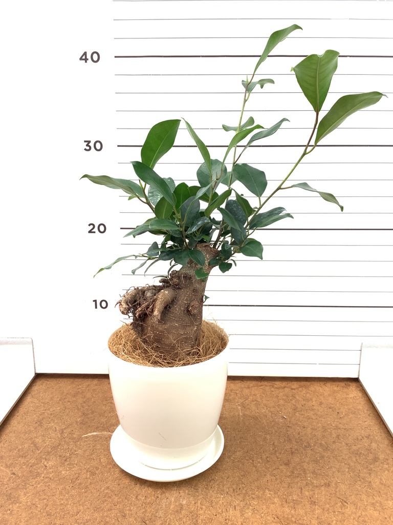ゴールデンウィークセール　小葉ガジュマル4 ガジュマル 4号 | 観葉植物の通販ならHitoHana（ひとはな）