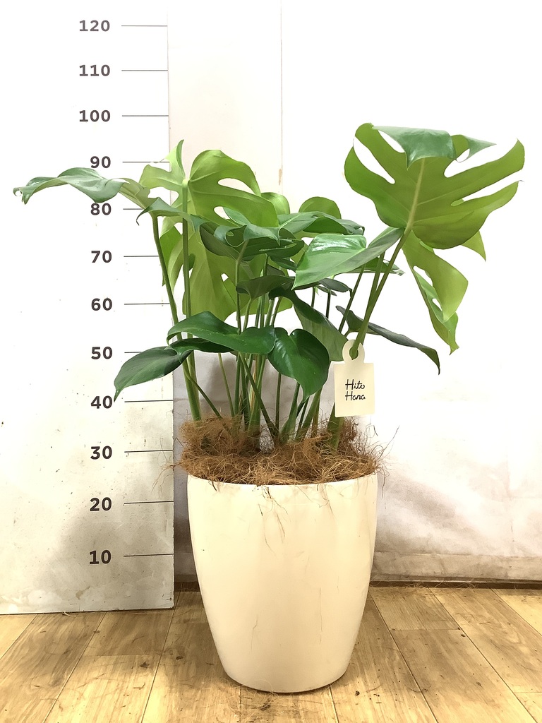 モンステラ 1点もの | 観葉植物 | 送料無料でお届け - Hitohana（ひと