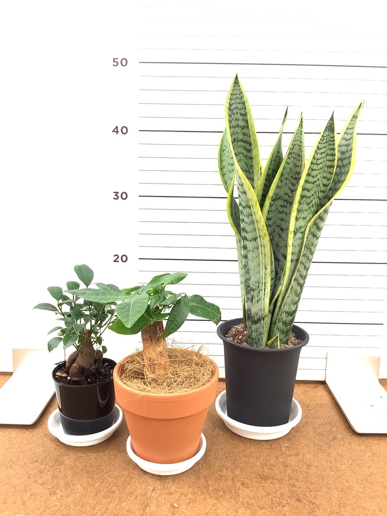 観葉植物 初心者にもおすすめお試し3点セット（サンスベリア 4号