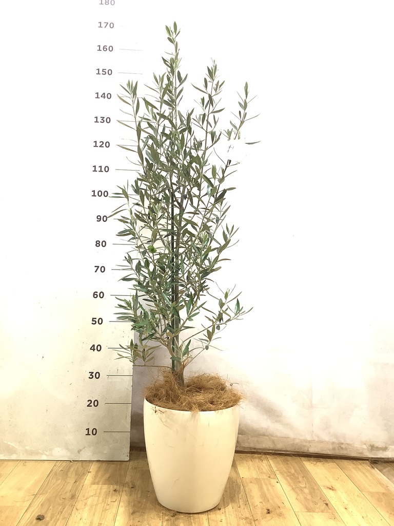オリーブの木 8号 | 観葉植物 | 送料無料でお届け - Hitohana（ひとはな）
