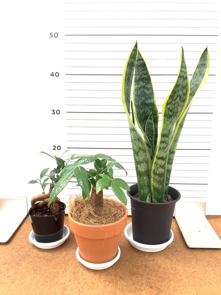 観葉植物 初心者にもおすすめお試し3点セット（サンスベリア 4号