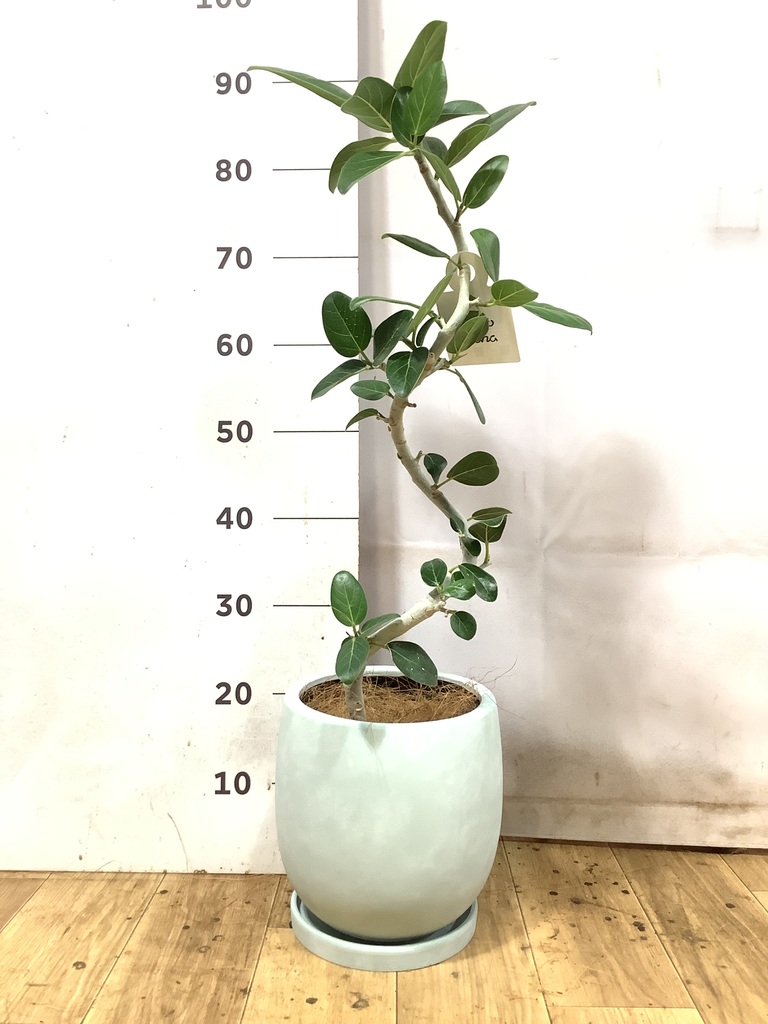 観葉植物 フィカス ベンガレンシス 5号 曲り プラスチック鉢 | 観葉