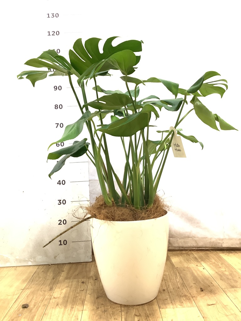モンステラ 1点もの | 観葉植物 | 送料無料でお届け - Hitohana（ひと
