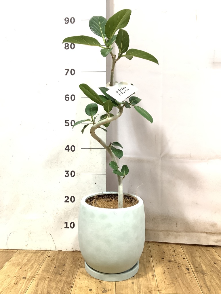 ① フィカス　ベンガレンシス　5.5号鉢★ 高さ87センチくらい 観葉植物 フィカス ベンガレンシス 5号 曲り プラスチック鉢 | 観葉