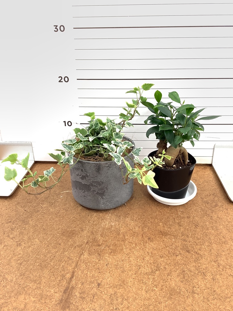 観葉植物 初心者にもおすすめお試し2点セット（ガジュマル 3号 
