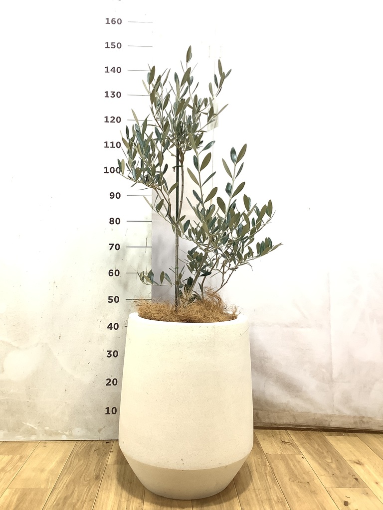オリーブの木 8号 | 観葉植物 | 送料無料でお届け - Hitohana（ひとはな）