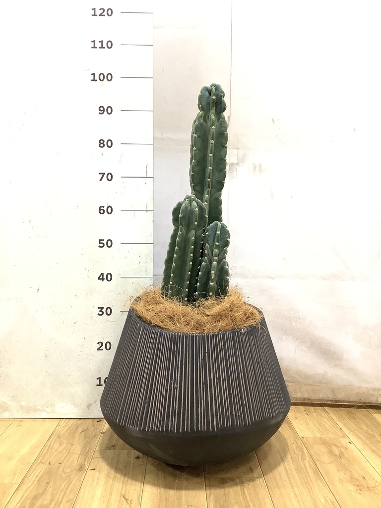 柱サボテン 1点もの（現品・現物） | 観葉植物通販HitoHana(ひとはな)