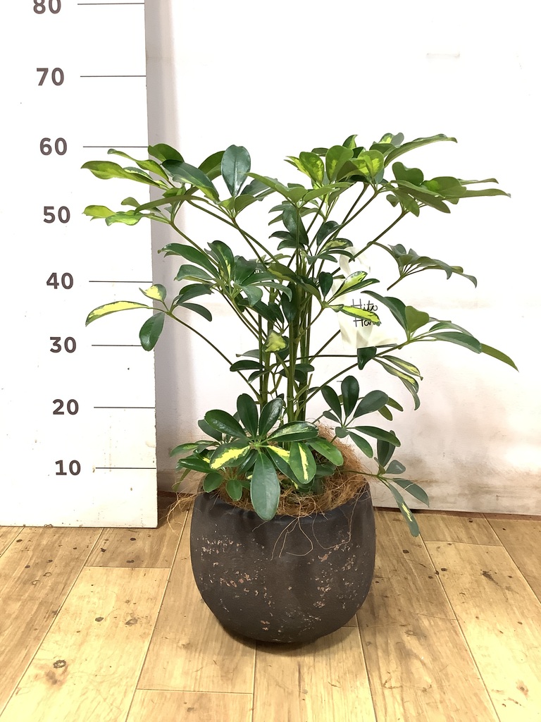 観葉植物 黒鉢付き 約60cm 黒・ブラックの鉢カバー付きの観葉植物 | HitoHana（ひとはな）