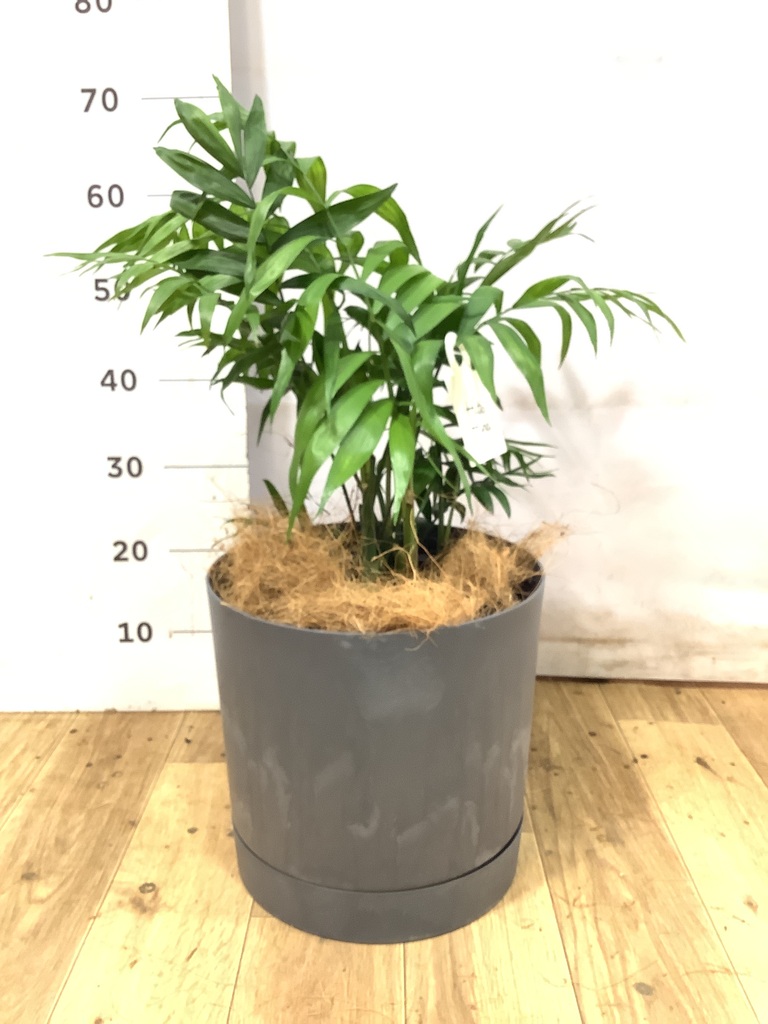 黒・ブラックの鉢カバー付きの観葉植物 | HitoHana（ひとはな）