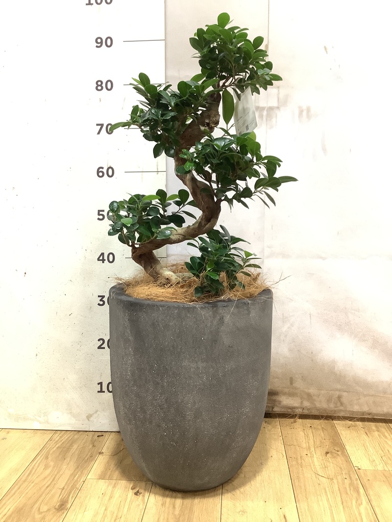 黒・ブラックの鉢カバー付きの観葉植物 | HitoHana（ひとはな）