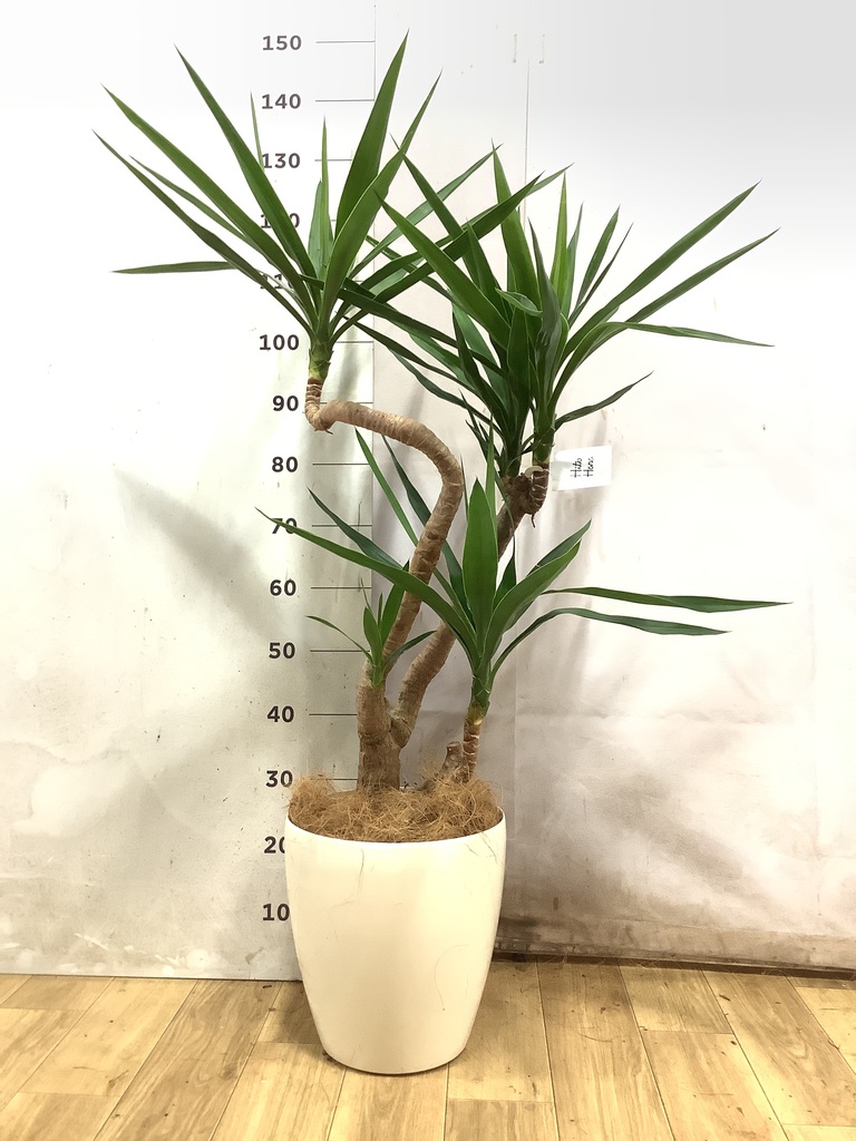 ユッカ 8号 | 観葉植物 | インテリアやギフトに - Hitohana（ひとはな）