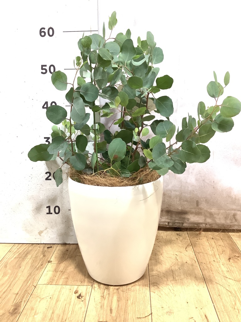 植物、観葉植物 ユーカリ2．5メートル ユーカリ | 観葉植物の通販ならHitoHana（ひとはな）