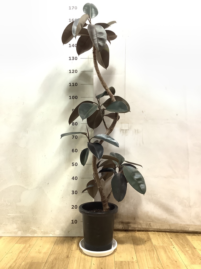 フィカス バーガンディ | 観葉植物の通販ならHitoHana（ひとはな）