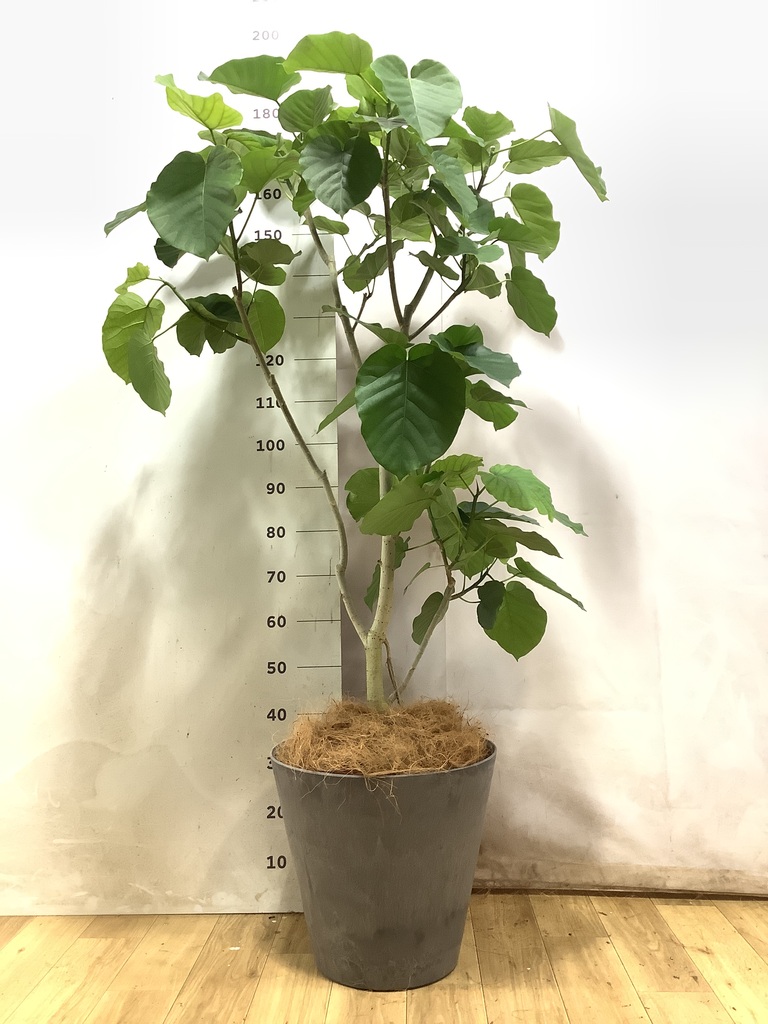 ウンベラータ 大型 | 観葉植物通販HitoHana(ひとはな)