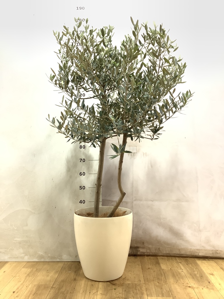 観葉植物 オリーブ 10号 レッチーノ エコストーンGray 付き | 観葉植物