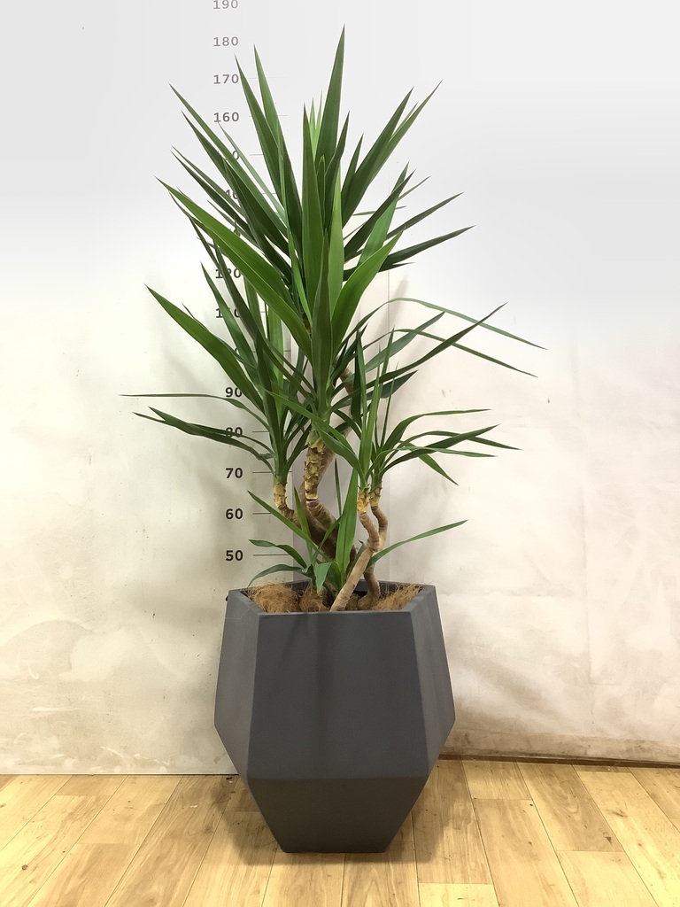 グレーの鉢カバー付きの観葉植物 10号 | 観葉植物の鉢ならHitoHana