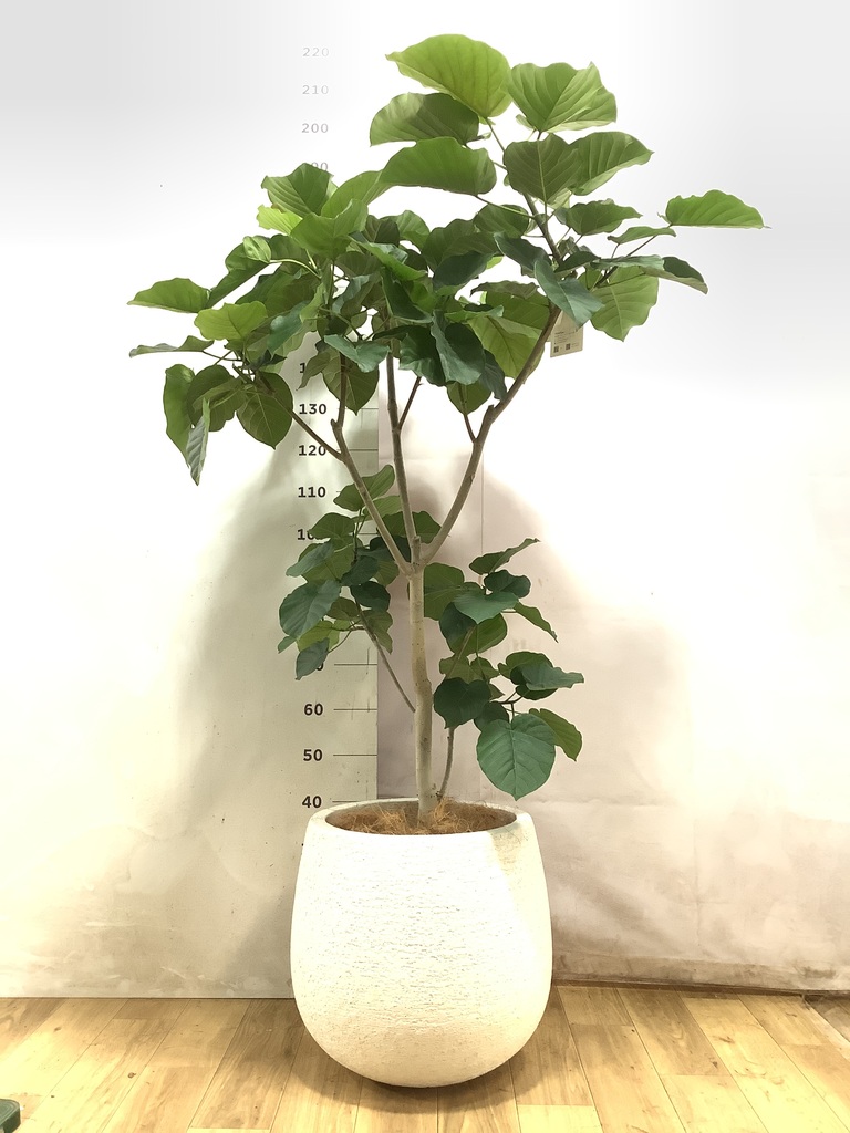 ウンベラータ 大型 | 観葉植物通販HitoHana(ひとはな)