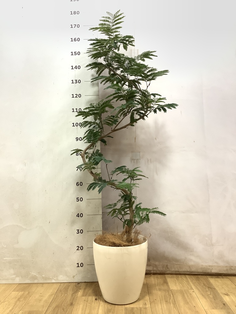 超絶希少❗️曲がり❗️エバーフレッシュ　オーレア✨ エバーフレッシュ | 観葉植物の通販ならHitoHana（ひとはな）