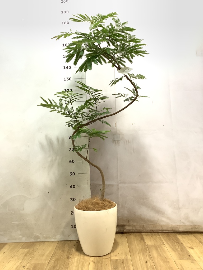 エバーフレッシュ | 観葉植物の通販ならHitoHana（ひとはな）