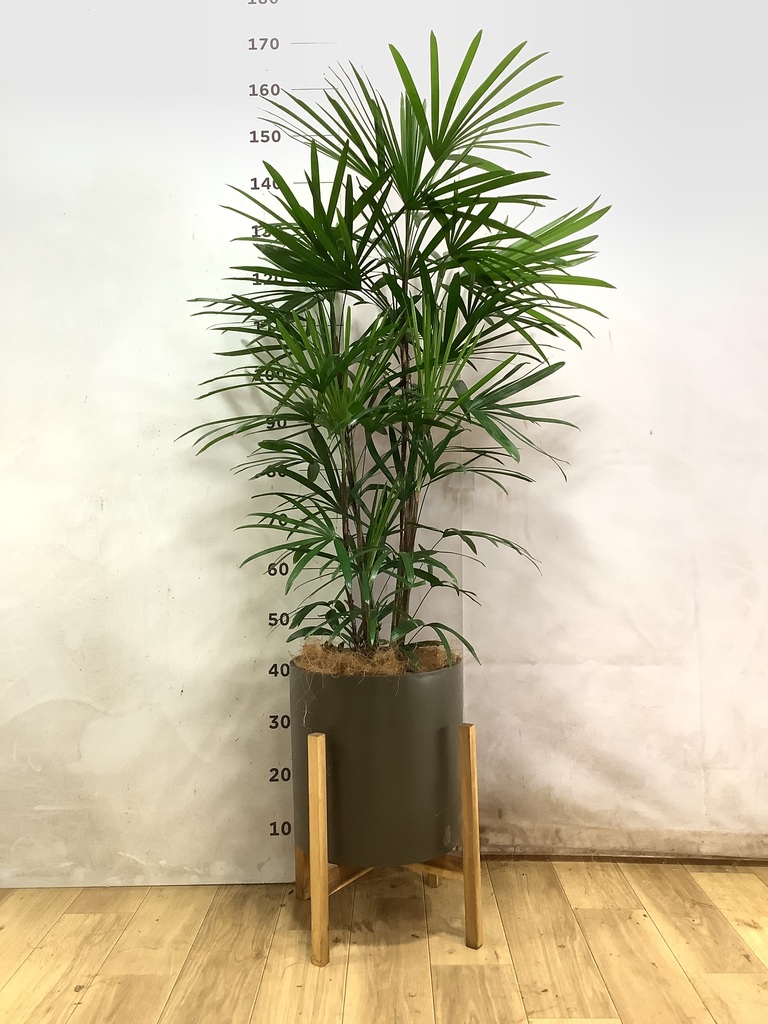 シュロチク（棕櫚竹） | 観葉植物の通販ならHitoHana（ひとはな）