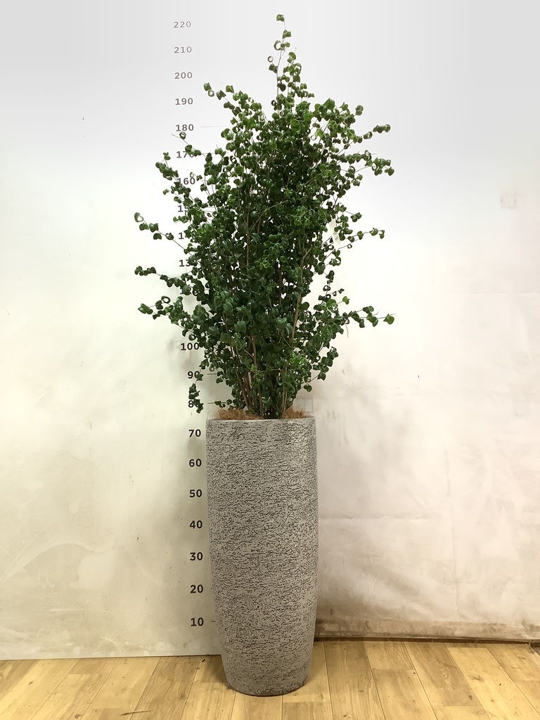 フィカス ベンジャミン バロック | 観葉植物ならHitoHana（ひとはな）