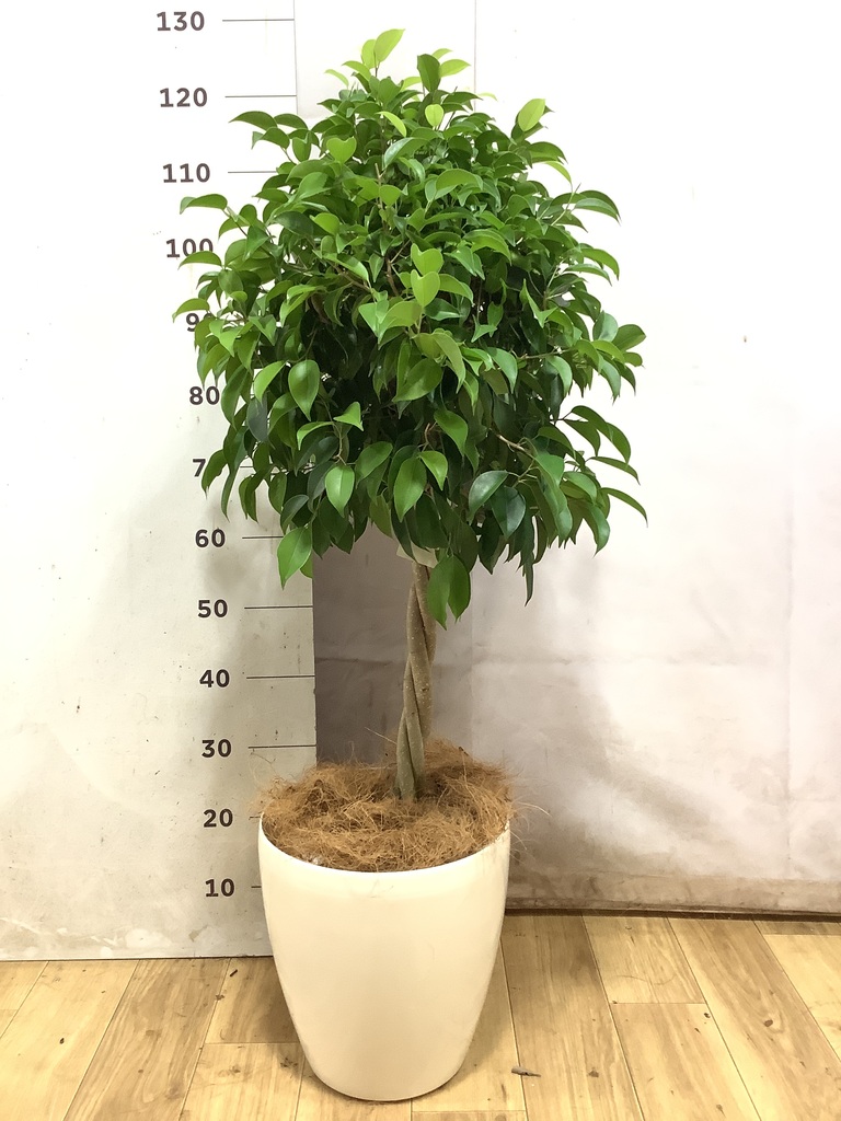 フィカス ベンジャミン 1点もの | 観葉植物の通販ならHitoHana（ひとはな）