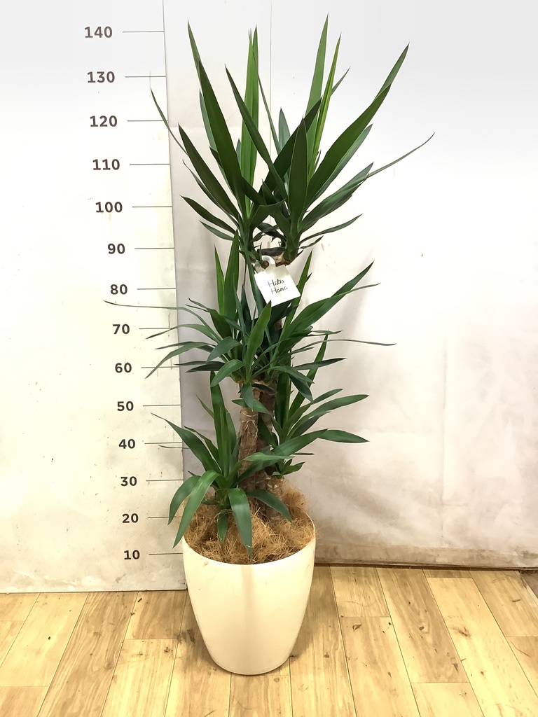 ユッカ（青年の木） | 観葉植物通販HitoHana（ひとはな）