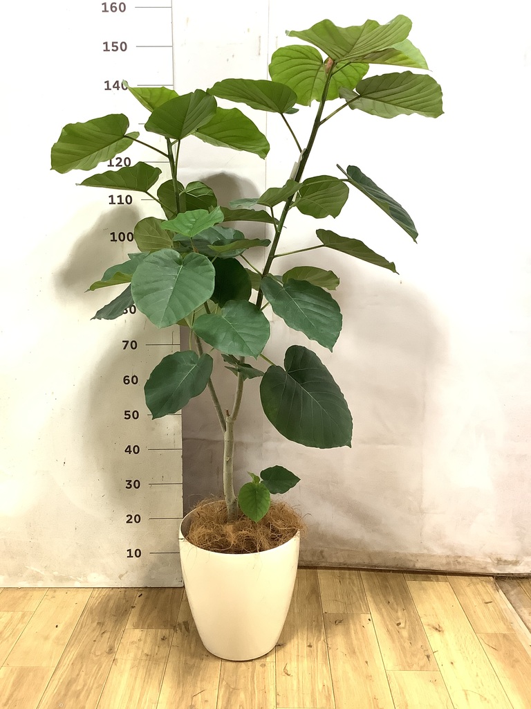 ウンベラータ 大型 | 観葉植物通販HitoHana(ひとはな) ウンベラータ 大型 | 観葉植物通販HitoHana(ひとはな)