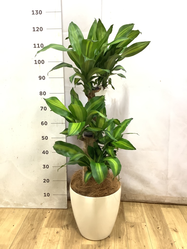 ドラセナ 種類一覧 | 観葉植物の通販ならHitoHana（ひとはな）