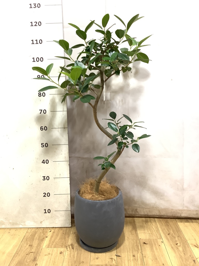 フランスゴムの木 曲がり | 観葉植物通販 Hitohana（ひとはな）