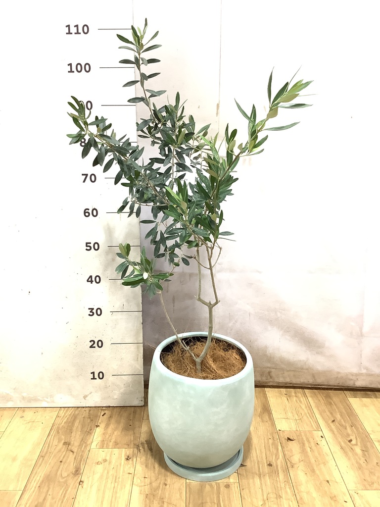 オリーブの木 チプレッシーノ | 観葉植物 | 送料無料でお届け