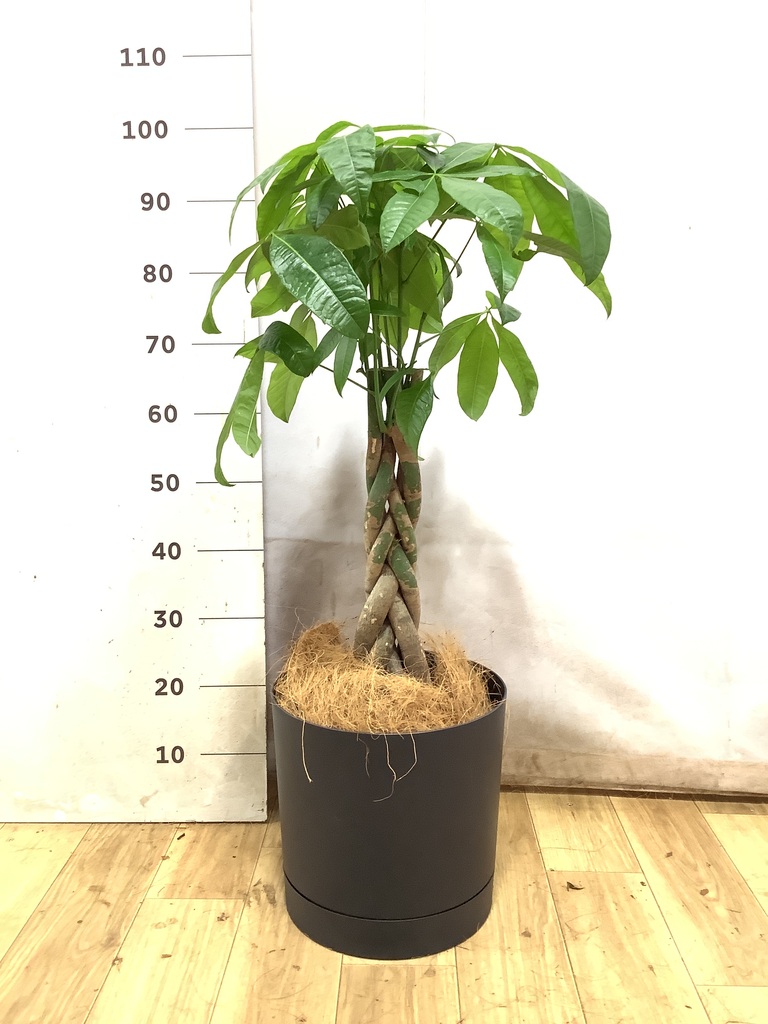 10,000円～15,000円の観葉植物 | 送料無料でお届け | Hitohana（ひとはな）