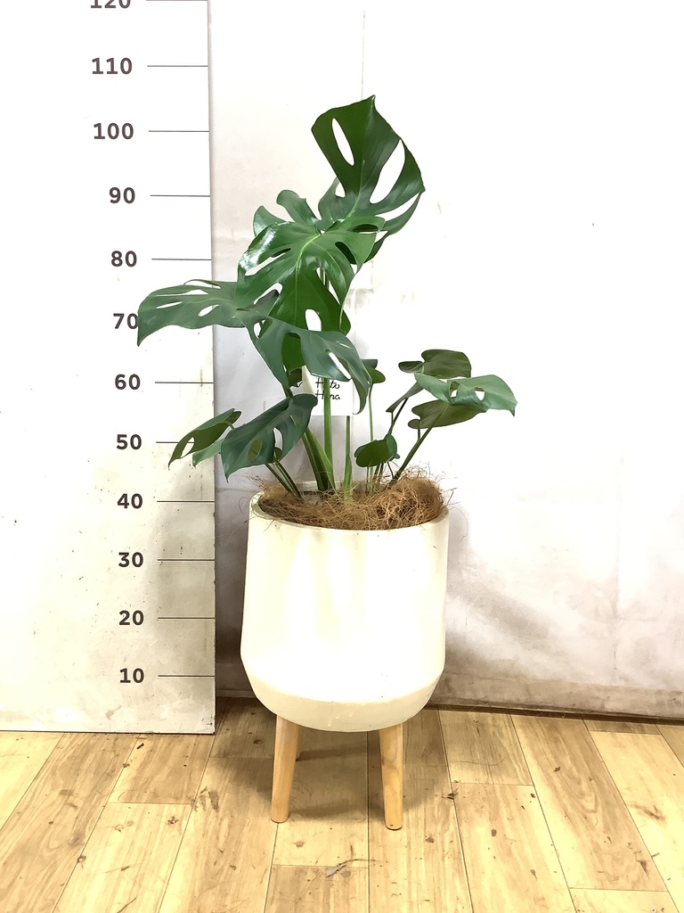 モンステラ 6号 | 観葉植物 | インテリアやギフトに - Hitohana（ひと