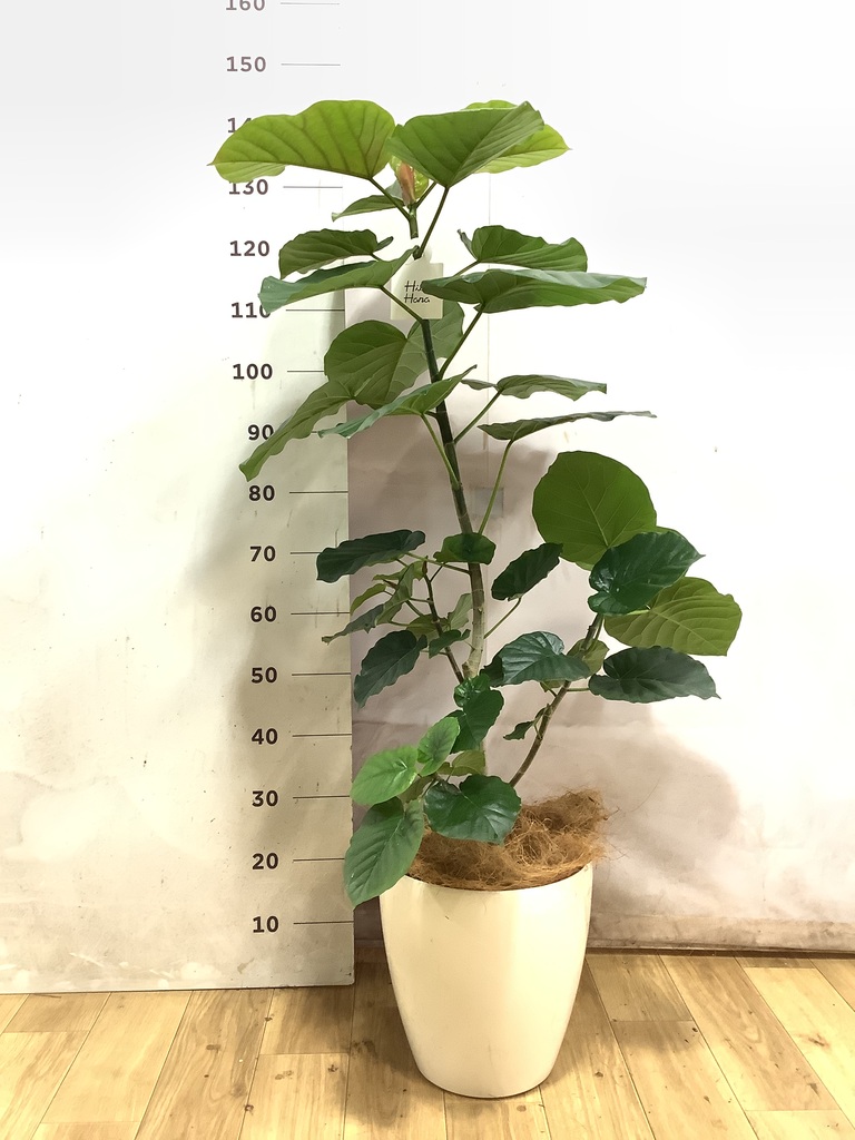 ウンベラータ　大型 ウンベラータ 大型 | 観葉植物通販HitoHana(ひとはな)
