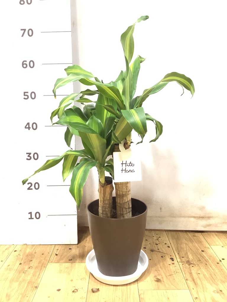 ドラセナ 6号 | 観葉植物の通販ならHitoHana（ひとはな）