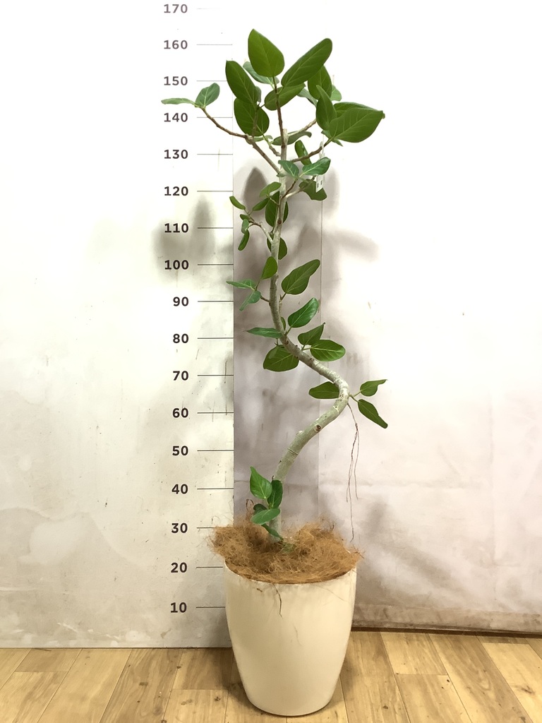 フィカス ベンガレンシス | 観葉植物の通販ならHitoHana
