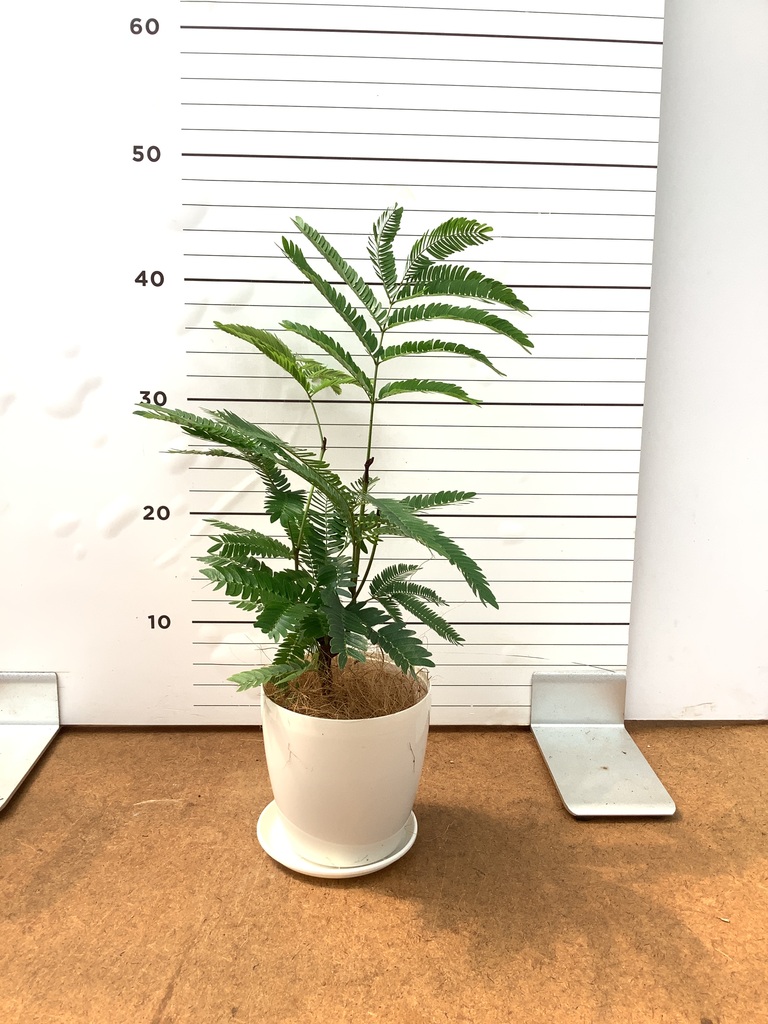 エバーフレッシュ | 観葉植物の通販ならHitoHana（ひとはな）