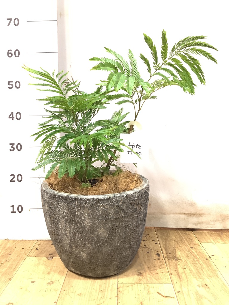 エバーフレッシュ | 観葉植物の通販ならHitoHana（ひとはな）