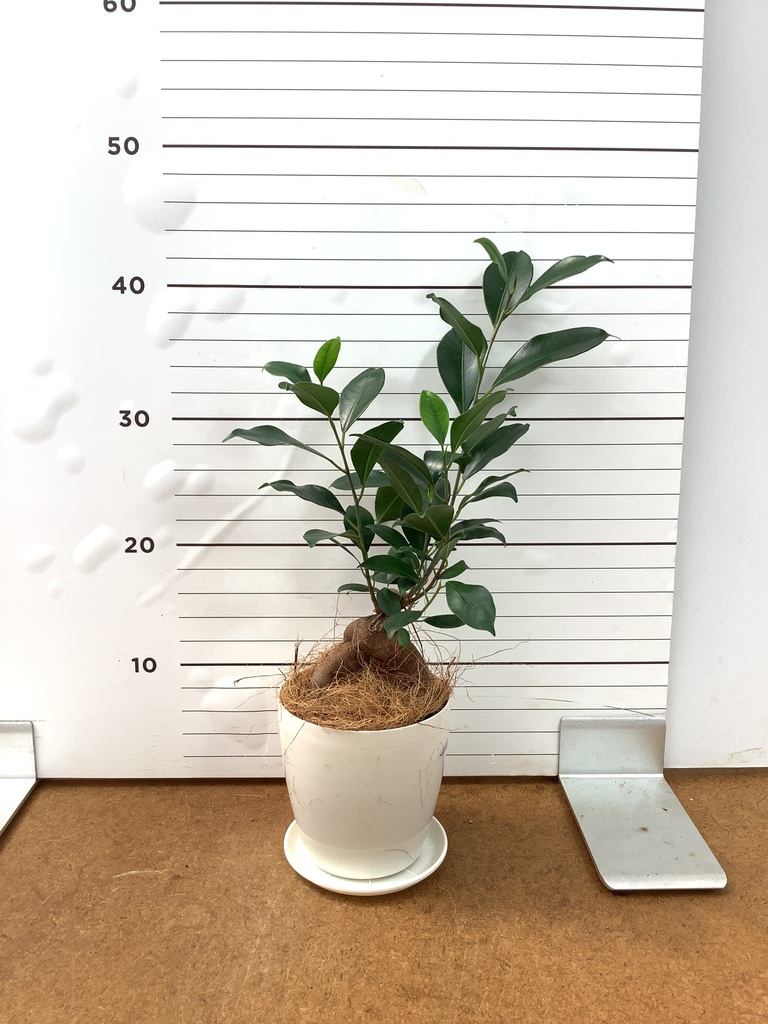 ガジュマル 4号 | 観葉植物の通販ならHitoHana（ひとはな）