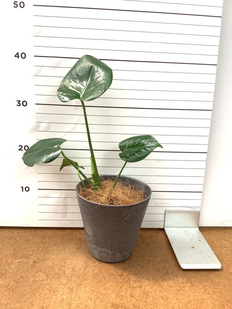 モンステラ | 観葉植物の通販ならHitoHana（ひとはな）