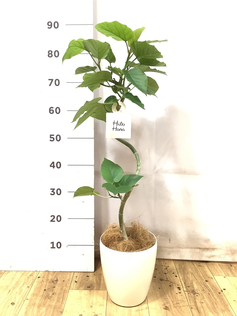 観葉植物 フィカス ウンベラータ 5号 曲り エルナ 0 W 付き | 観葉植物
