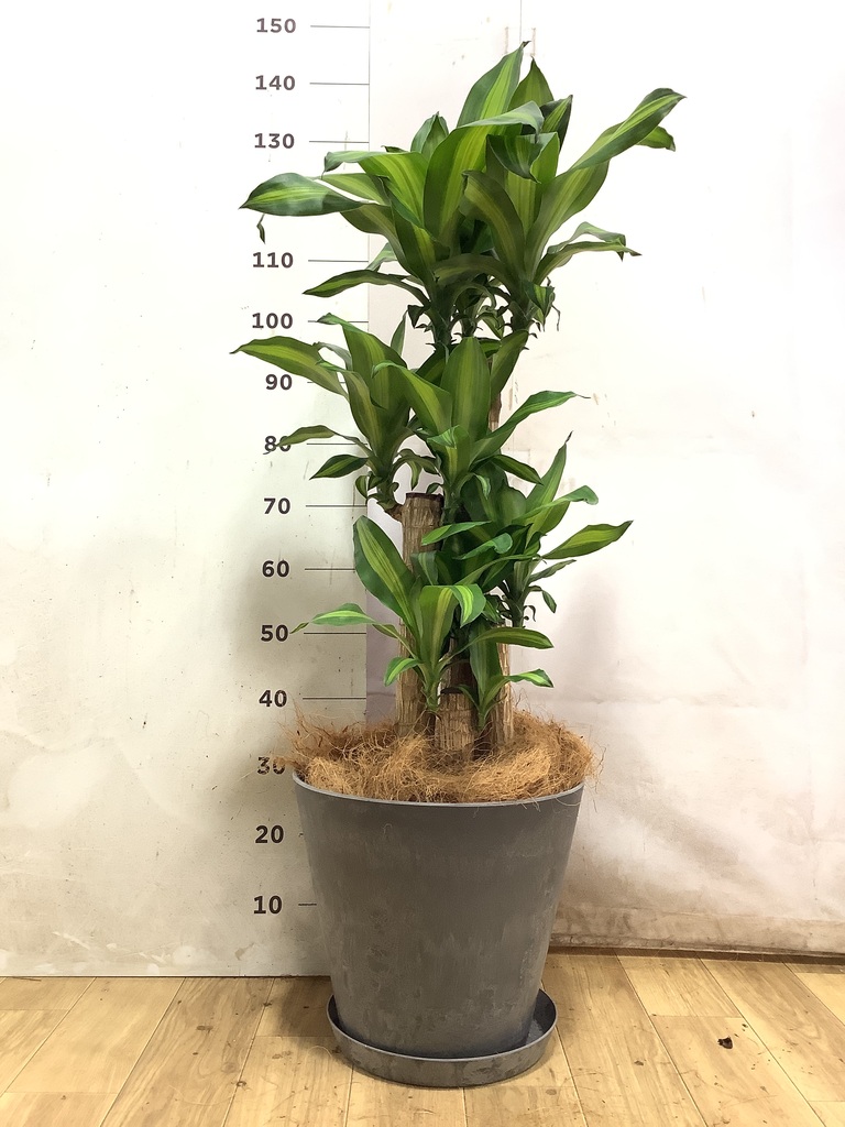 ドラセナ 幸福の木 8号 | 観葉植物 | インテリアやギフトに - Hitohana