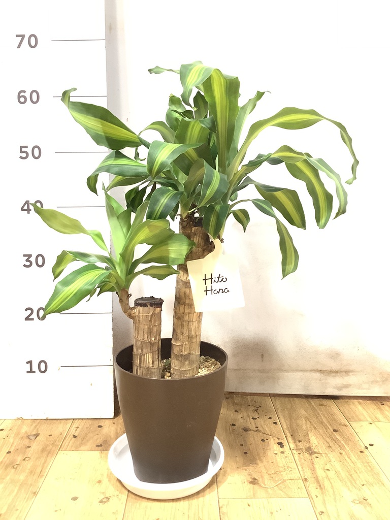 ドラセナ 種類一覧 | 観葉植物の通販ならHitoHana（ひとはな）