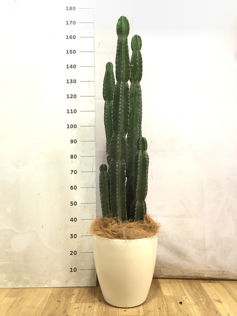 柱サボテン 1点もの（現品・現物） | 観葉植物通販HitoHana(ひとはな)