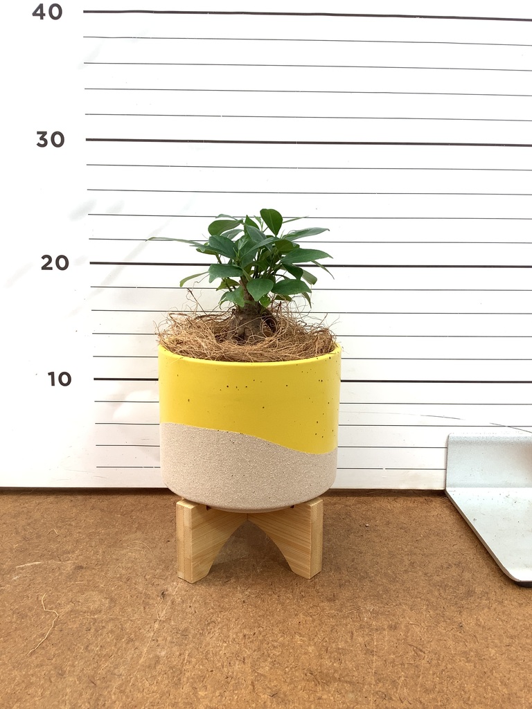 ガジュマル 3号 | 観葉植物の通販ならHitoHana（ひとはな）