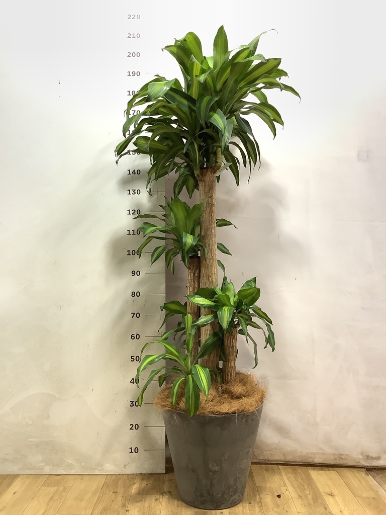 ドラセナ 幸福の木 10号 | 観葉植物通販 HitoHana（ひとはな）