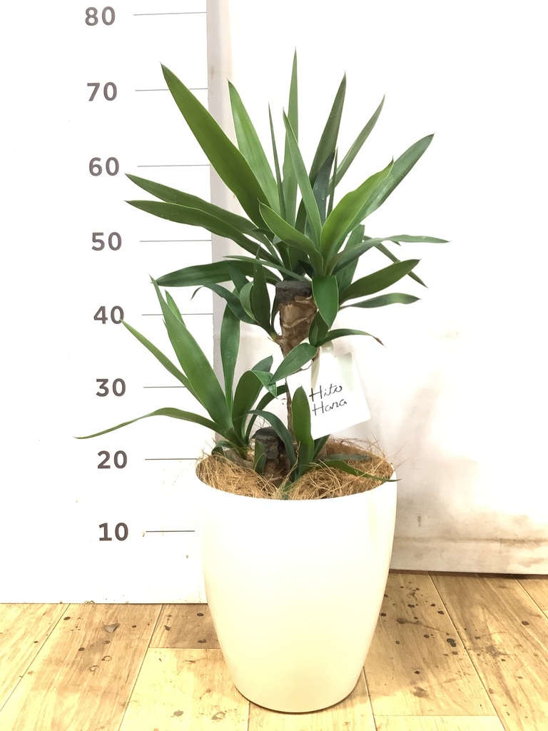ユッカ（青年の木） | 観葉植物通販HitoHana（ひとはな）