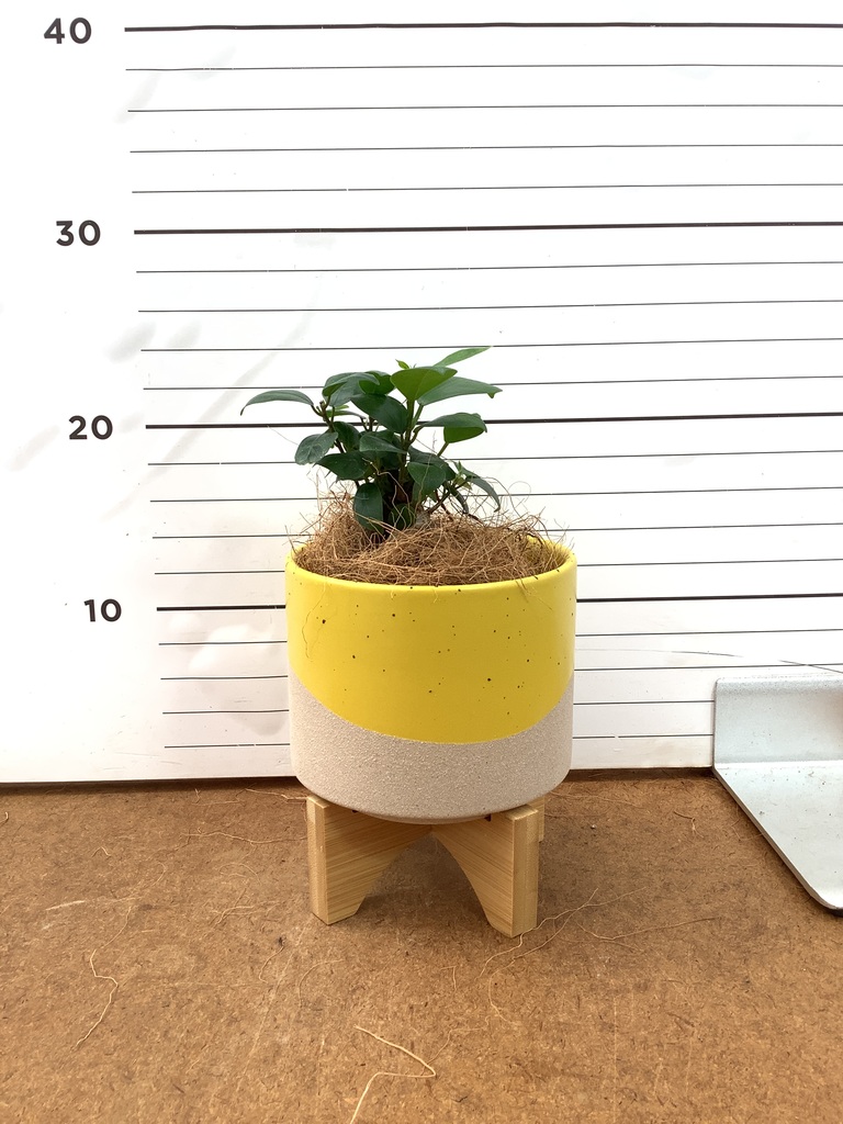 パンダ ガジュマル | 観葉植物通販HitoHana(ひとはな)