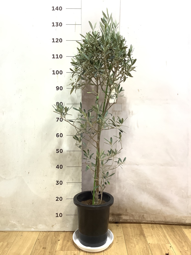 オリーブの木 チプレッシーノ | 観葉植物 | 送料無料でお届け